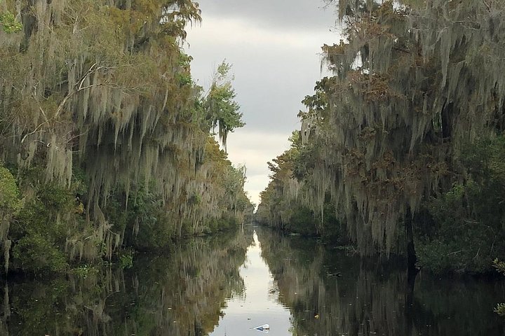 Vivez une excursion palpitante en hydroglisseur à la Nouvelle-Orléans à travers les marais de cyprès, à la recherche d'alligators, photo 7 | wizardtrip