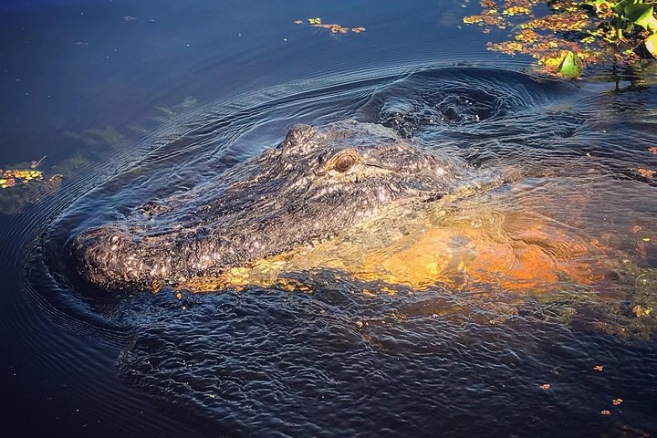 Vivez une excursion palpitante en hydroglisseur à la Nouvelle-Orléans à travers les marais de cyprès, à la recherche d'alligators, photo 11 | wizardtrip