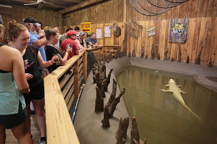 Vivez une excursion palpitante en hydroglisseur à la Nouvelle-Orléans à travers les marais de cyprès, à la recherche d'alligators, photo 12 | wizardtrip
