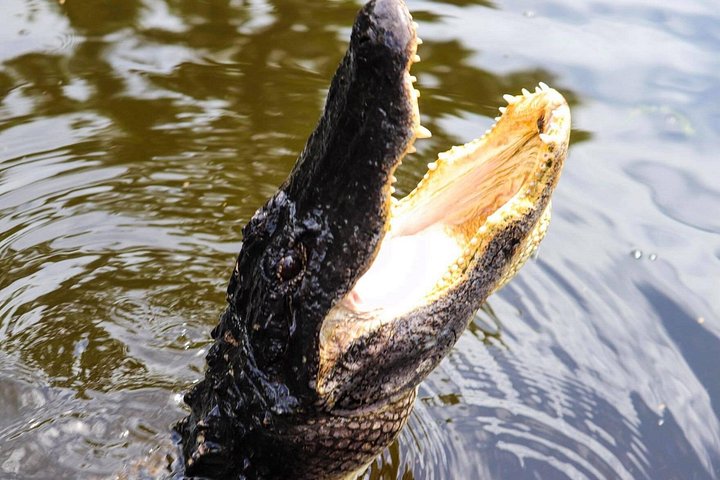 Vivez une excursion palpitante en hydroglisseur à la Nouvelle-Orléans à travers les marais de cyprès, à la recherche d'alligators, photo 16 | wizardtrip