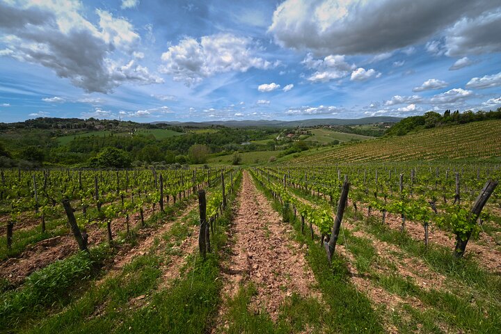 Sienne : Expérience de visite et dégustation de vins | wizardtrip