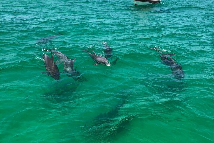 Catamaran cruise voor snorkelen en dolfijnspotten in Panama City Beach, foto 13 | wizardtrip