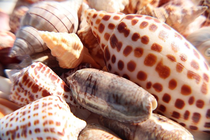 Delfin- und Muscheltour auf einem Boot in den Ten Thousand Islands, Florida, Foto 6 | wizardtrip