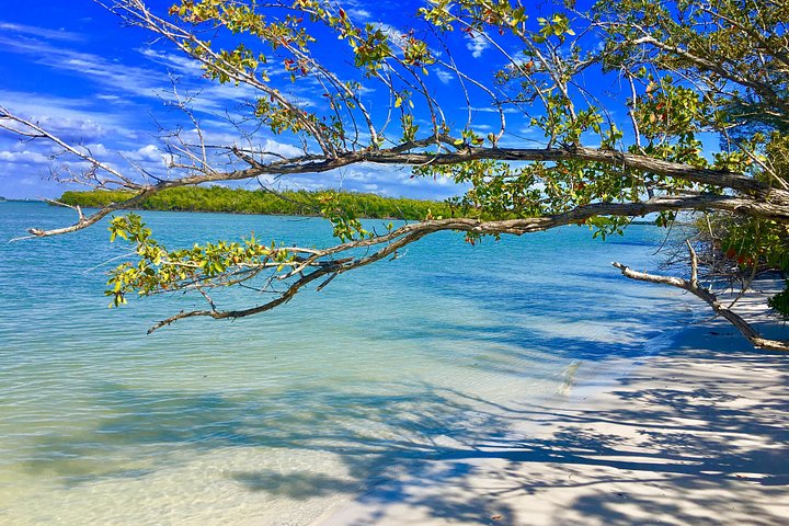 Delfin- und Muscheltour auf einem Boot in den Ten Thousand Islands, Florida, Foto 7 | wizardtrip