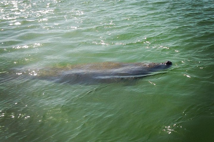 Delfin- und Muscheltour auf einem Boot in den Ten Thousand Islands, Florida, Foto 8 | wizardtrip