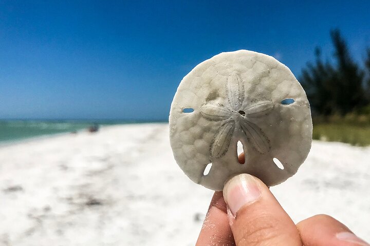 Delfin- und Muscheltour auf einem Boot in den Ten Thousand Islands, Florida, Foto 11 | wizardtrip