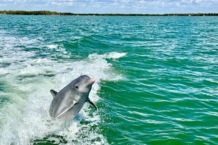 Delfin- und Muscheltour auf einem Boot in den Ten Thousand Islands, Florida, Foto 12 | wizardtrip