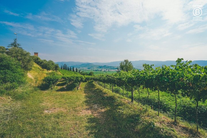 Tour de cata de vinos en Valpolicella desde Verona, con viñedos y bodegas, foto 11 | wizardtrip
