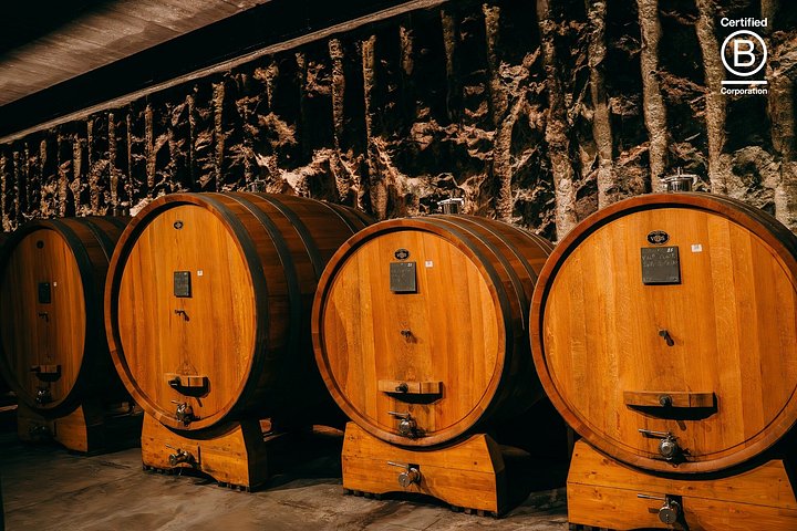 Tour de cata de vinos en Valpolicella desde Verona, con viñedos y bodegas, foto 15 | wizardtrip