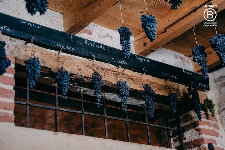Tour de cata de vinos en Valpolicella desde Verona, con viñedos y bodegas, foto 23 | wizardtrip