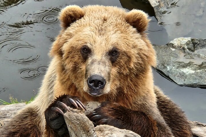 Gewoonweg Geweldige Sitka Tour: Fortress of the Bear, Alaska Raptor & Totems | wizardtrip