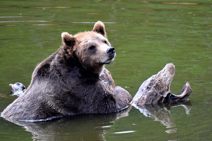 Tour en grupo pequeño en Sitka, Alaska, visitando osos, rapaces y tótems, foto 6 | wizardtrip