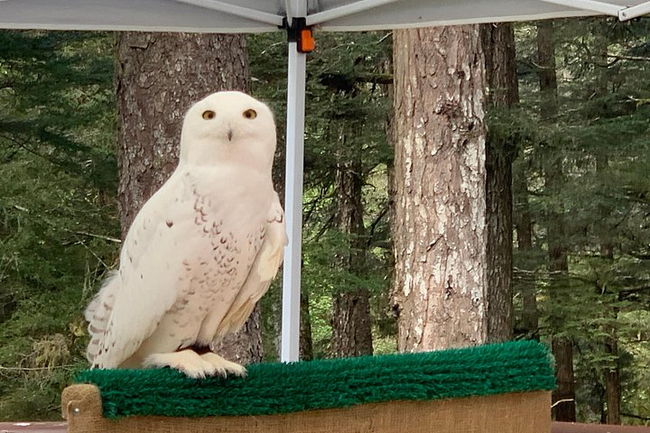 Tour en grupo pequeño en Sitka, Alaska, visitando osos, rapaces y tótems, foto 7 | wizardtrip