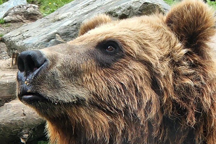 Tour en grupo pequeño en Sitka, Alaska, visitando osos, rapaces y tótems, foto 8 | wizardtrip