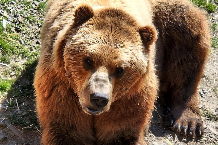 Tour en grupo pequeño en Sitka, Alaska, visitando osos, rapaces y tótems, foto 9 | wizardtrip