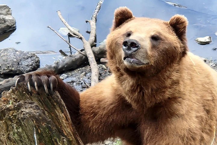 Tour en grupo pequeño en Sitka, Alaska, visitando osos, rapaces y tótems, foto 10 | wizardtrip