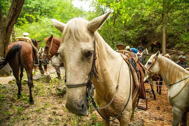 Reittour in der Sierra Madre bei Puerto Vallarta, Mexiko, Foto 14 | wizardtrip