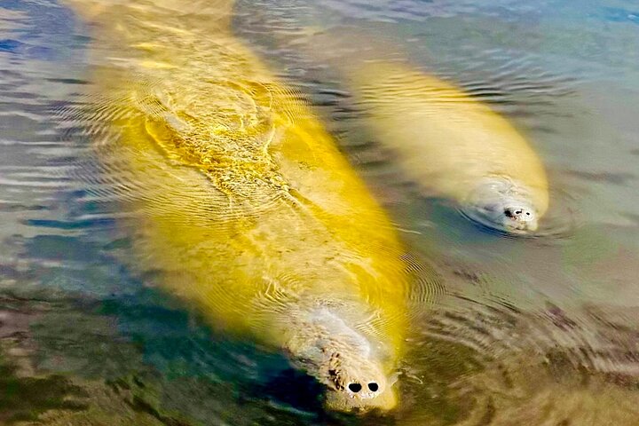 Manatee Sightseeing and Wildlife Boat Tour | wizardtrip
