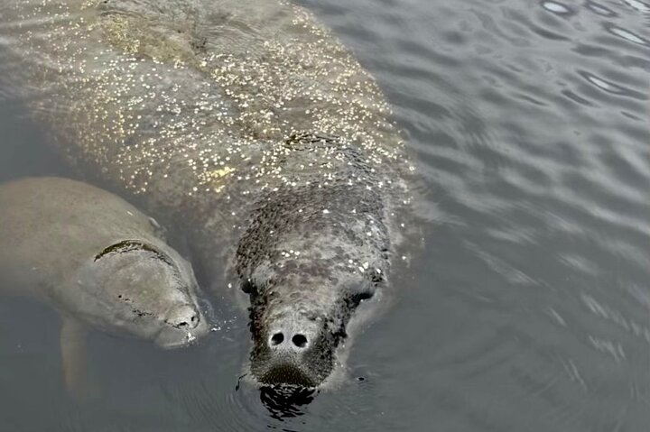 Boottocht in Naples, Florida, met zicht op zeekoeien en wildlife in de Everglades, foto 6 | wizardtrip