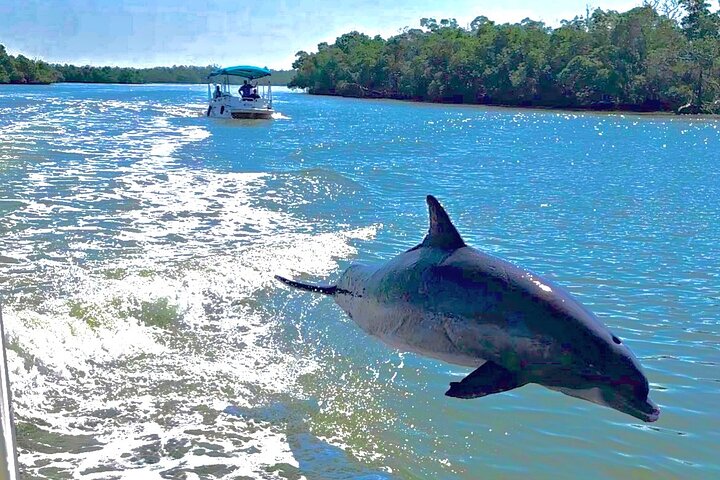 Boottocht in Naples, Florida, met zicht op zeekoeien en wildlife in de Everglades, foto 7 | wizardtrip