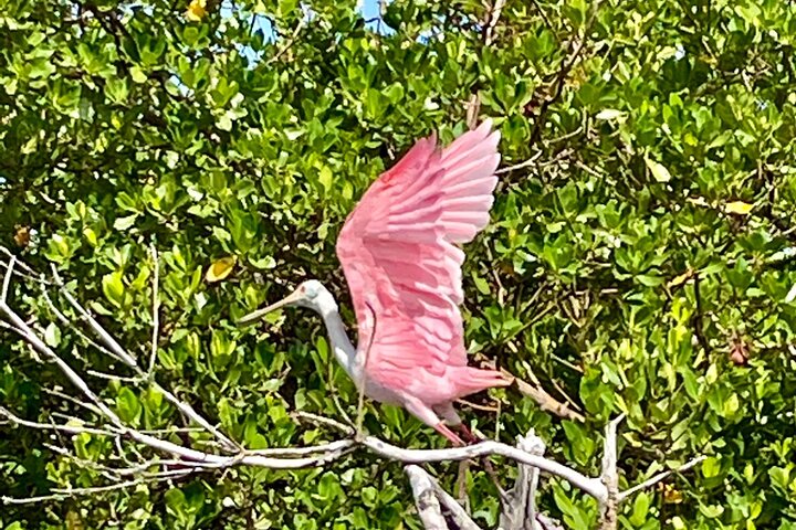 Boottocht in Naples, Florida, met zicht op zeekoeien en wildlife in de Everglades, foto 8 | wizardtrip