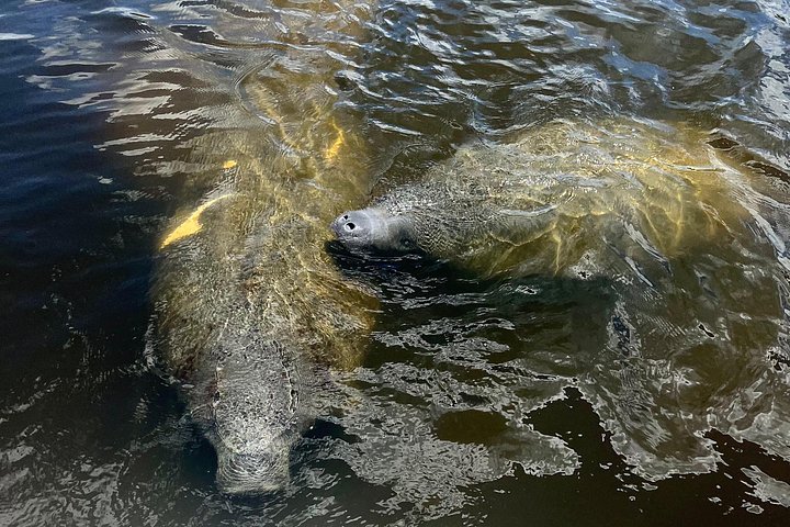 Boottocht in Naples, Florida, met zicht op zeekoeien en wildlife in de Everglades, foto 10 | wizardtrip