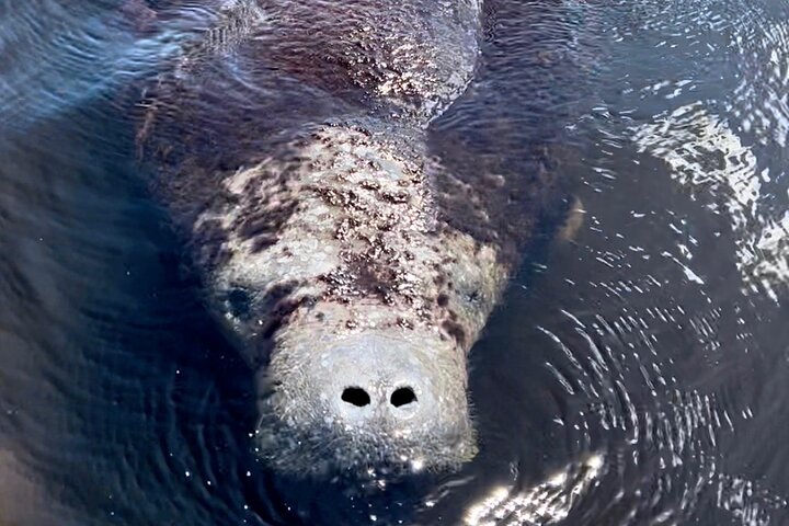 Boottocht in Naples, Florida, met zicht op zeekoeien en wildlife in de Everglades, foto 11 | wizardtrip