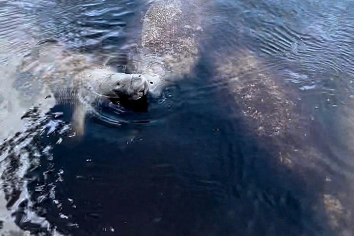 Boottocht in Naples, Florida, met zicht op zeekoeien en wildlife in de Everglades, foto 12 | wizardtrip