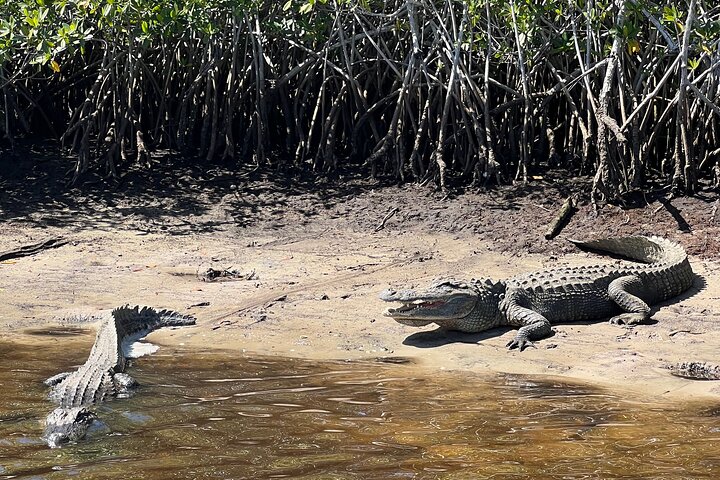 Boottocht in Naples, Florida, met zicht op zeekoeien en wildlife in de Everglades, foto 13 | wizardtrip