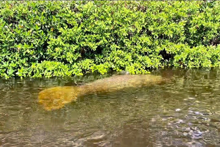Boottocht in Naples, Florida, met zicht op zeekoeien en wildlife in de Everglades, foto 14 | wizardtrip