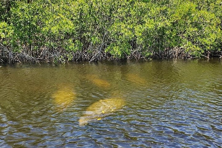Boottocht in Naples, Florida, met zicht op zeekoeien en wildlife in de Everglades, foto 15 | wizardtrip