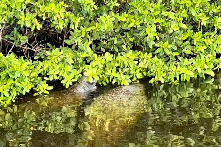 Boottocht in Naples, Florida, met zicht op zeekoeien en wildlife in de Everglades, foto 16 | wizardtrip