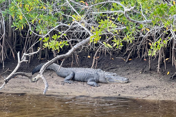 Boottocht in Naples, Florida, met zicht op zeekoeien en wildlife in de Everglades, foto 17 | wizardtrip