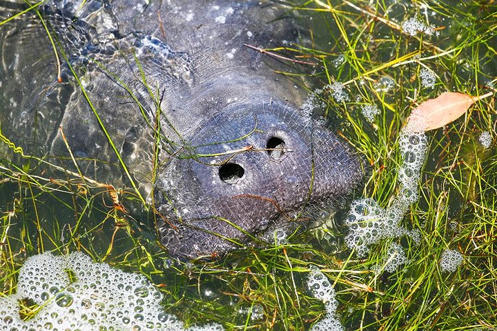 Boottocht in Naples, Florida, met zicht op zeekoeien en wildlife in de Everglades, foto 18 | wizardtrip
