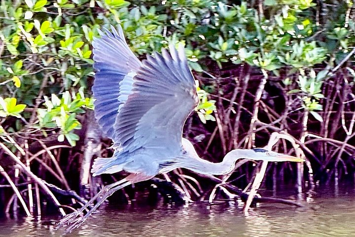 Boottocht in Naples, Florida, met zicht op zeekoeien en wildlife in de Everglades, foto 20 | wizardtrip