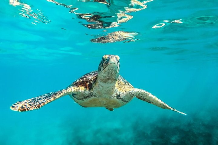 Catamarancruise op Barbados: Schildpadden en Scheepswrakken om te Snorkelen | wizardtrip
