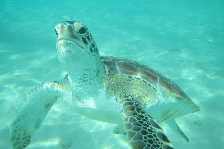 Katamaranfahrt in Barbados mit Schnorcheln zwischen Schildkröten und Schiffswracks, Foto 4 | wizardtrip
