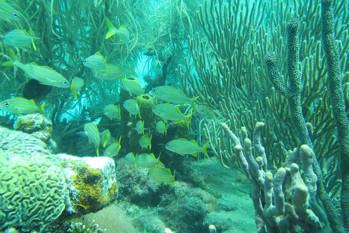 Katamaranfahrt in Barbados mit Schnorcheln zwischen Schildkröten und Schiffswracks, Foto 6 | wizardtrip