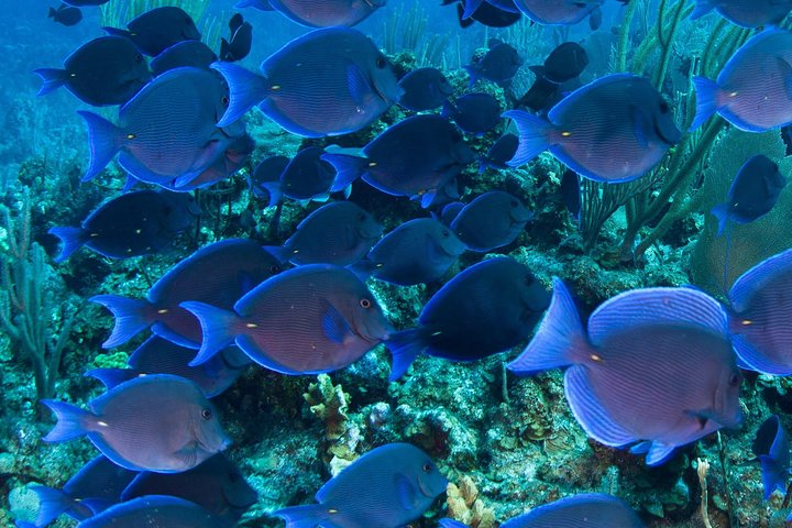 Katamaranfahrt in Barbados mit Schnorcheln zwischen Schildkröten und Schiffswracks, Foto 8 | wizardtrip