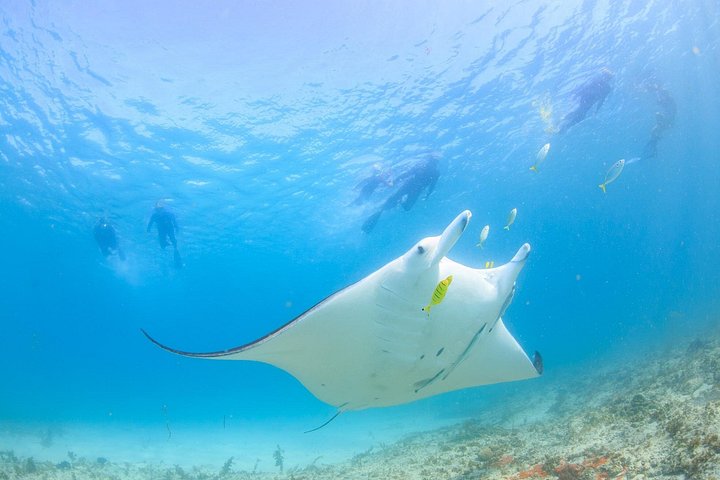 Marine Eco Safari - Nuoto con le mante | wizardtrip