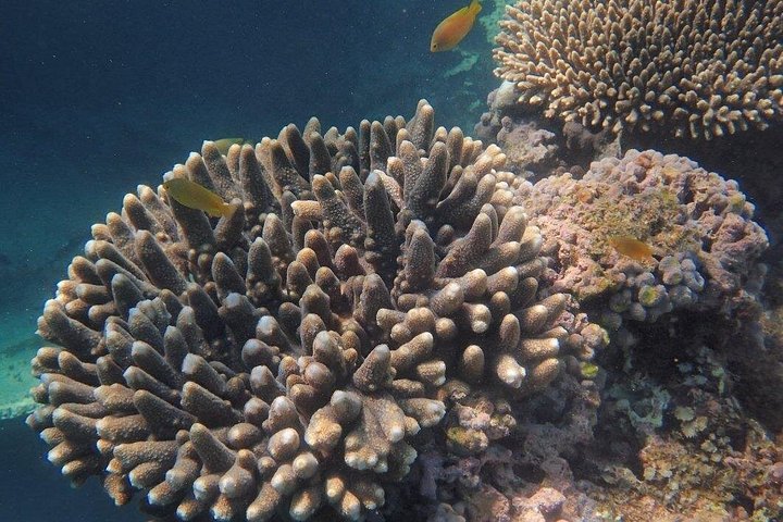 Experience the thrill of swimming with Manta Rays and exploring the vibrant Ningaloo Reef on this eco-safari from Coral Bay, photo 6 | wizardtrip