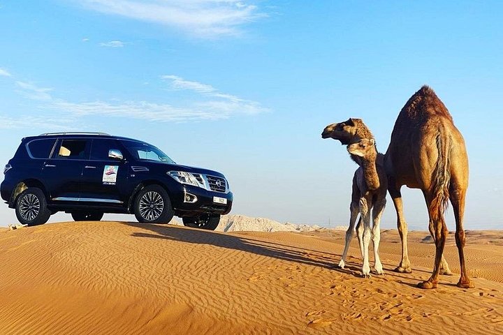 Experimente um emocionante safari no deserto em Dubai com quad bike, dune bashing e um acampamento tradicional, foto 22 | wizardtrip