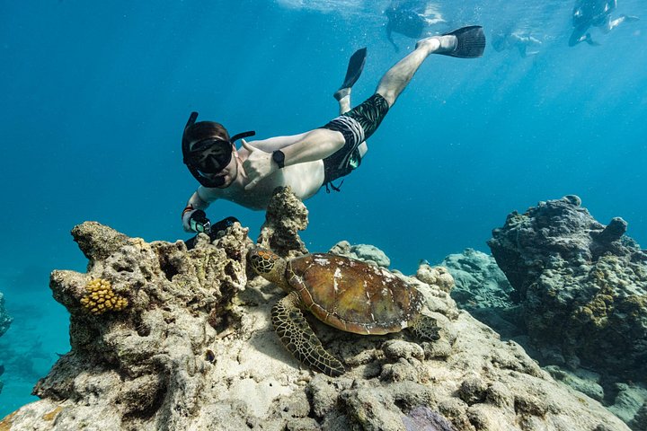 Oplev Rarotongas havliv med søscootere og svøm med skildpadder, foto 8 | wizardtrip