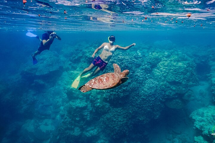 Oplev Rarotongas havliv med søscootere og svøm med skildpadder, foto 10 | wizardtrip
