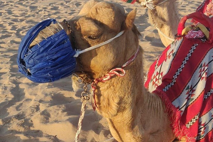 Experience a thrilling Dubai desert safari with quad biking, sandboarding, camel rides, and a BBQ dinner, photo 18 | wizardtrip