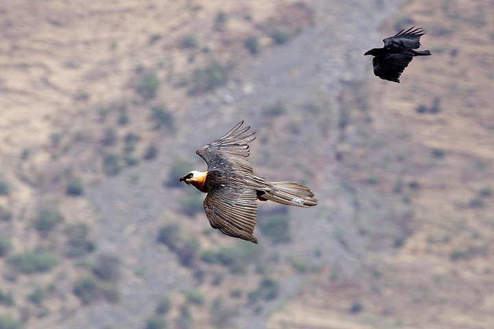 Day trip to Debre Libanos Monastery and Portuguese Bridge from Addis Ababa, Ethiopia, featuring nature and wildlife, photo 7 | wizardtrip