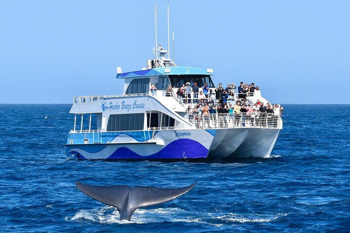 Hvalkikkingscruise fra Long Beach | wizardtrip