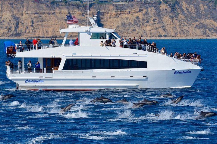 Excursion d'observation des baleines à Long Beach, Californie, repérant des baleines et des dauphins depuis un bateau, photo 6 | wizardtrip