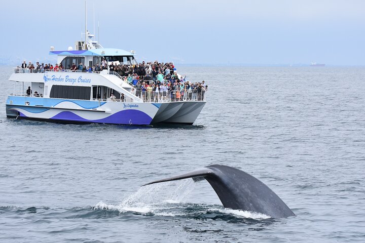 Excursion d'observation des baleines à Long Beach, Californie, repérant des baleines et des dauphins depuis un bateau, photo 7 | wizardtrip