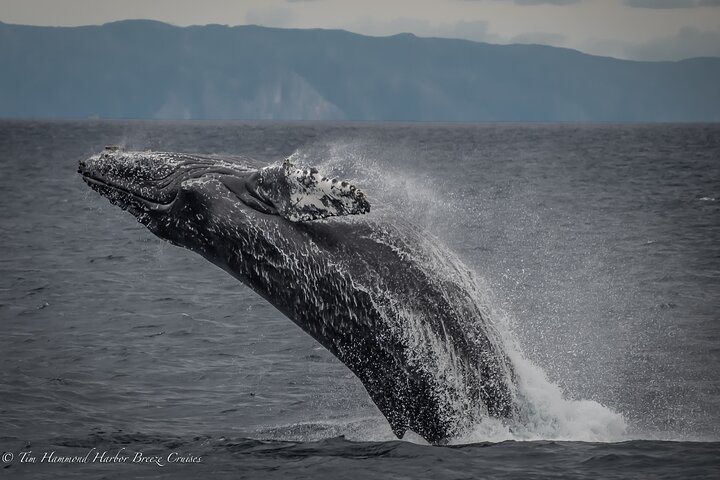 Excursion d'observation des baleines à Long Beach, Californie, repérant des baleines et des dauphins depuis un bateau, photo 8 | wizardtrip